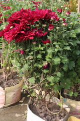 red colored Chrysanthemum flower plant on farm