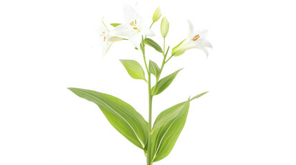 Naklejka premium Elegant White Lilies: A Symbol of Purity and Grace
