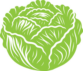 Green Cabbage organic vegetable vector illustration isolated on a white background