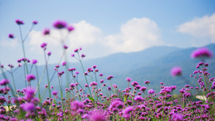 Purple flowers with blue sky and mountain background, Chiang Mai -Thailand.