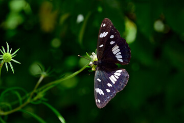 Blauschwarzer Eisvogel // Southern white admiral (Limenitis reducta) - Skutarisee, Montenegro
