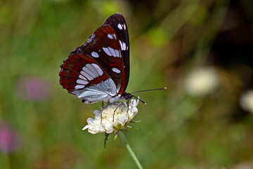 Blauschwarzer Eisvogel // Southern white admiral (Limenitis reducta) - Skutarisee, Montenegro