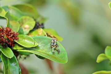 Jumping Spider eating worm on leaf