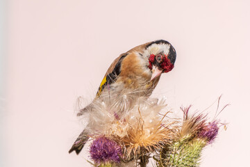 European goldfinch, feeding on the seeds of thistles. Carduelis carduelis.