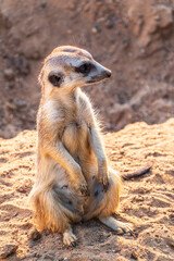 Fototapeta premium Meerkat, Suricata suricatta, on hind legs. Portrait of meerkat standing on hind legs with alert expression. Portrait of a funny meerkat sitting on its hind legs.