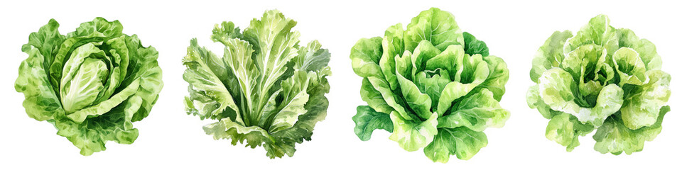 Four varieties of vibrant green lettuce showcasing different shapes and textures.