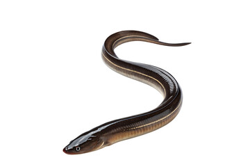 Obraz premium Long Slender Eel with Dark Brown Coloration on Wet Surface on Transparent Background