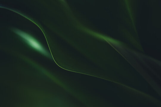 Dark green leaf texture, Natural green leaves using as nature background wallpaper or tropical leaf cover page