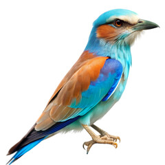 Fototapeta premium European roller isolated on transparent background