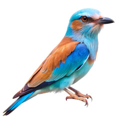 Fototapeta premium European roller isolated on transparent background