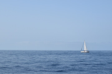 Fototapeta premium Pilot Whales in the Atlantic Ocean, Tenerife, Canary Islands