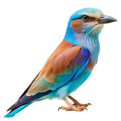 Obraz premium European roller isolated on transparent background