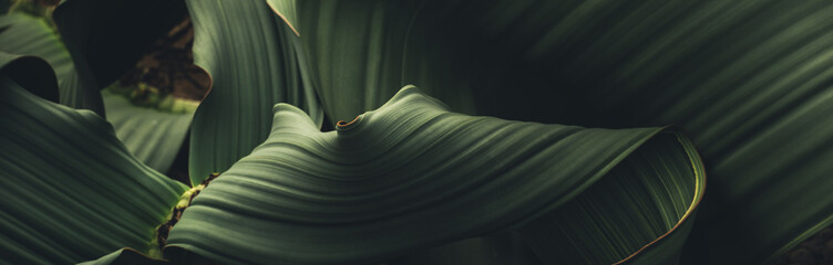 Dark green leaf texture, Natural green leaves using as nature background wallpaper or tropical leaf cover page