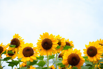 Fototapeta premium Nature of flower in garden using as cover page background natural flora wallpaper or template brochure landing page design