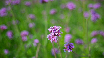 Verbena flowers blooming in the garden on sunny day.