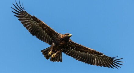 Naklejka premium Majestic Golden Eagle Soaring Wildlife Bird in Flight Nature Photography