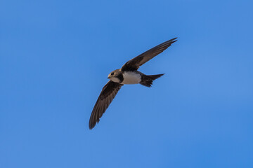 Fliegender Alpensegler freigestellt vor blauem Himmel