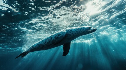Fototapeta premium A seal swimming gracefully underwater, illuminated by beams of light.