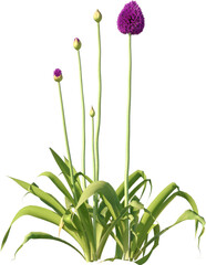 Grass, Bush, Flower Overlays