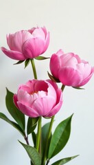 Obraz premium Full bloom pink peonies, pristine white backdrop, pastel, summer, soft