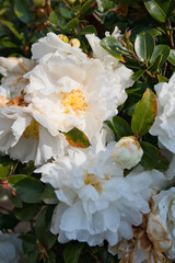 たくさん咲いた白いサザンカの花