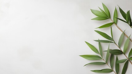 Fototapeta premium Bamboo leaves on a white backdrop with copy space image.