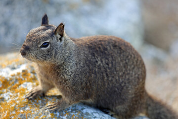 Ground squirrel - California
