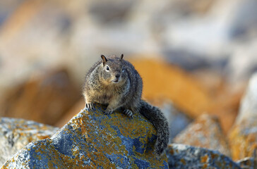 Cute Ground squirrel - California