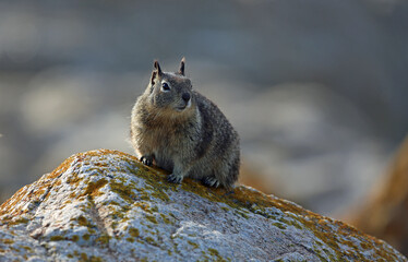 California Ground squirrel 