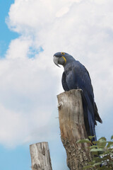 Hyacinth Macaw or Hyacinth Ara Parrot portrait