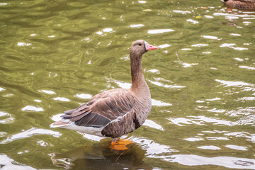 Greater White-fronted Goose (Anser albifrons) standing on the green shore of the pond.