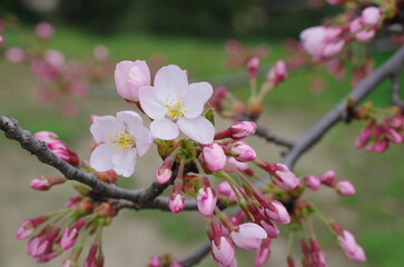 Fototapeta premium ソメイヨシノの花と蕾