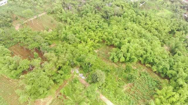 Aerial Landscape Footage of Ramin Tree Plantation. Ramin tree forest planted by local residents because it has high economic value. Woodland Industry. Dense forest in the valley