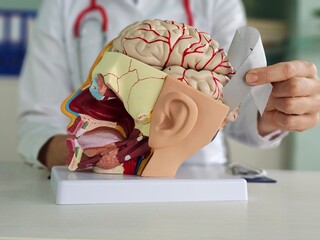 Detailed anatomical model of a human head showing brain and inner structures in a medical setting