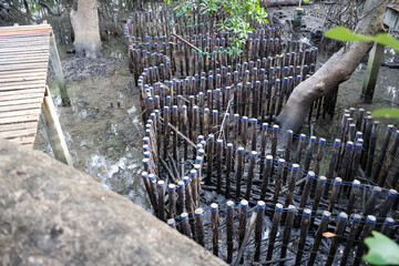 Obraz premium Construct log a habitat for crabs to reside in within the mangrove forest.