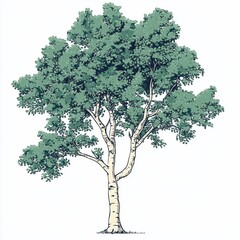 Obraz premium Illustration of a birch tree with light green foliage.