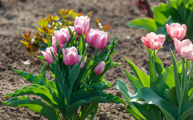 Obraz premium A bunch of pink flowers are growing in a field