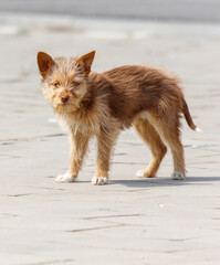 A small brown and white dog is standing on a sidewalk