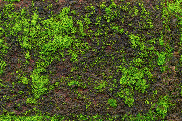 Background and Texture of moss growing on damp rocks.