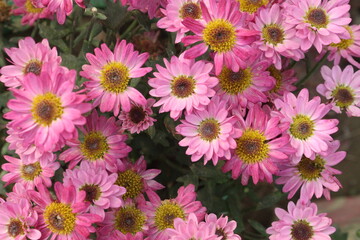 pink and yellow colored Chrysanthemum flower plant