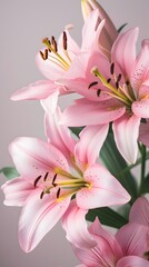 Naklejka premium pink lily on a white background HD, wallpaper, banner