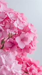 Obraz premium pink hydrangea flowers