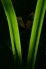 Obraz premium 어두운 배경 나뭇잎