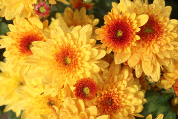 golden and red chrysanthemum flower plant on farm