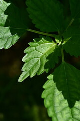 그림자 지고있는 나뭇잎