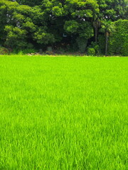 初夏の田んぼと林風景
