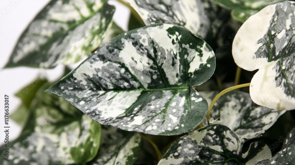 Wall mural Close-up of a variegated plant leaf showcasing unique patterns and colors.