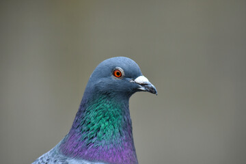 A nice colorful pigeon head