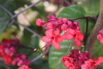 Flaming Glorybower flower and ornamental plant