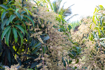 The mango bouquet or mango flower is blooming full on the mango trees in the garden